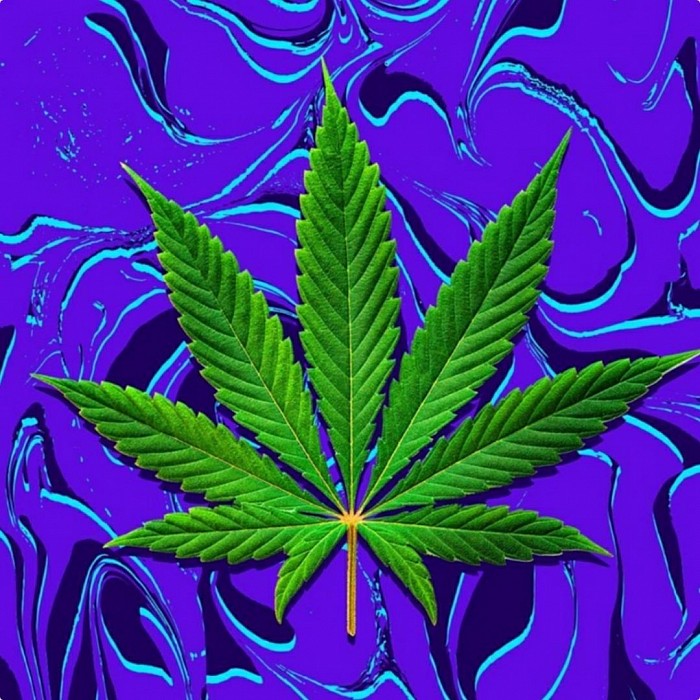 Cannabis